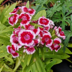 Studenternellike Red Picotee - Dianthus barbatus Red Picotee