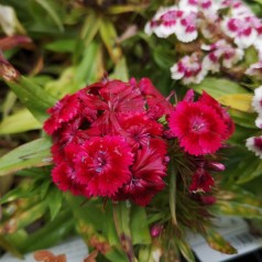 Dianthus barbatus Red Rose Bicolor - Studenternellike