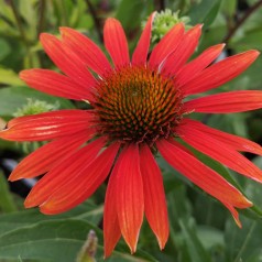 Echinacea purpurea Sombrero Adobe Orange / Purpursolhat