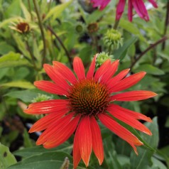 Echinacea purpurea Sombrero Adobe Orange / Purpursolhat