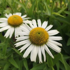 Echinacea purpurea White Meditation / Solhat