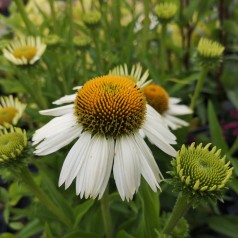 Echinacea purpurea White Meditation / Solhat