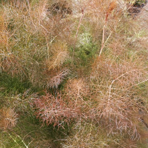 Bronzefennikel / Foeniculum vulgare Rubrum