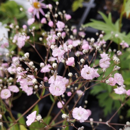 Gypsophila repens Rosenschleier / Stenhøjsbrudeslør