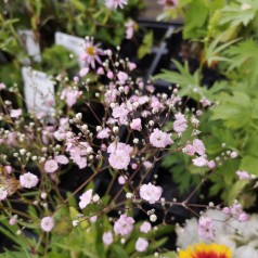 Gypsophila repens Rosenschleier / Stenhøjsbrudeslør