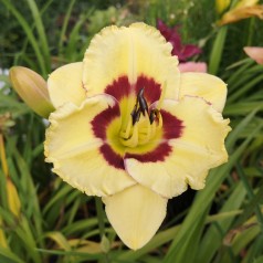 Hemerocallis hybrid El Desperado / Daglilje