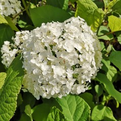 Hydrangea arborescens Annabelle / Træagtig Hortensia