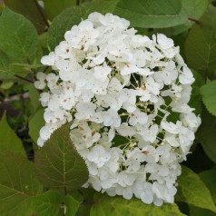 Hydrangea arborescens Hills of Snow / Træagtig Hortensia