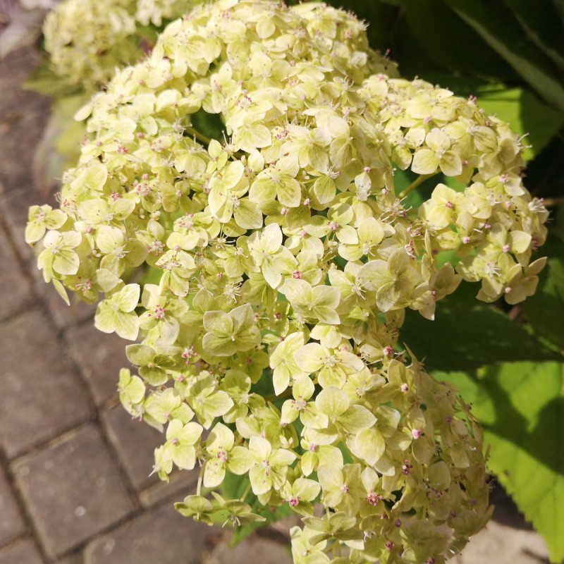 Hydrangea arborescens Lime Rickey - Træagtig Hortensia