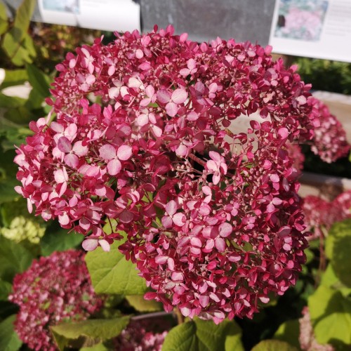 Hydrangea arborescens Pink Annabelle - Træagtig Hortensia