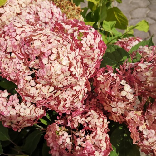 Hydrangea arborescens Ruby Annabelle - Træagtig Hortensia