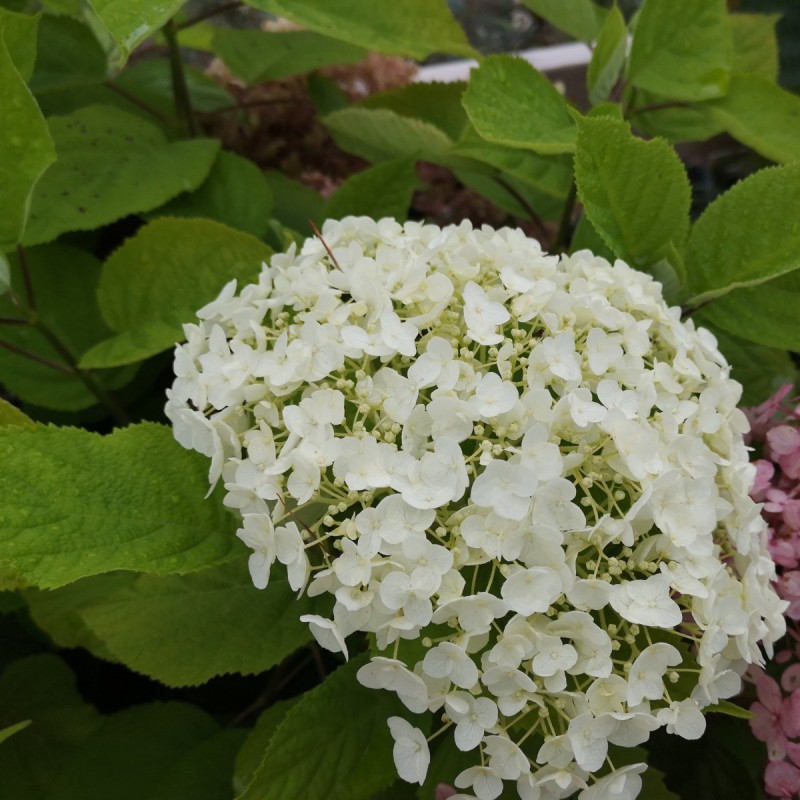 Hydrangea arborescens Strong Annabelle - Træagtig Hortensia