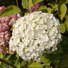 Hydrangea arborescens Strong Annabelle - Træagtig Hortensia