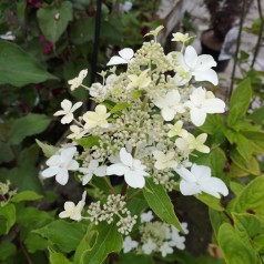 Syrenhortensia Starlight - Hydrangea paniculata Magical Starlight