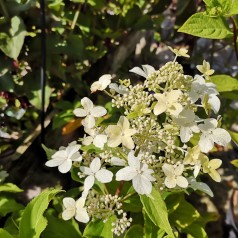 Syrenhortensia Starlight - Hydrangea paniculata Magical Starlight