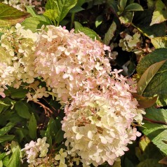 Hydrangea paniculata Pinkachu - Træagtig Hortensia