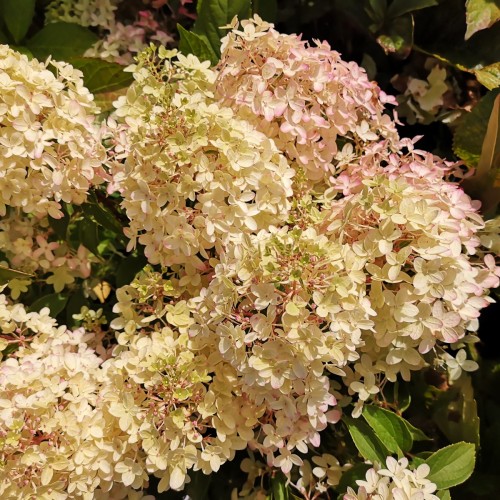 Hydrangea paniculata Pinkachu - Træagtig Hortensia