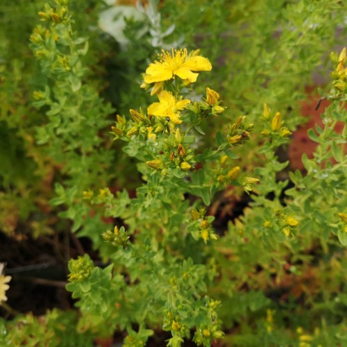 Topas Perikon / Hypericum perforatum Topas