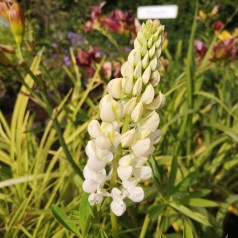 Lupinus polyphyllus Fraülein / Lupin