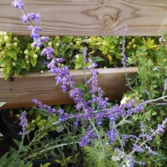 Perovskia atriplicifolia Blue Spire - Russisk salvie