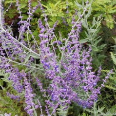 Perovskia atriplicifolia Blue Spire - Russisk salvie