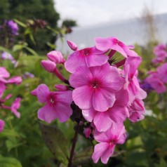 Phlox paniculata Eva Cullum / Høstfloks