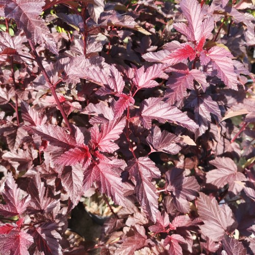 Physocarpus opulifolius Lady in Red - Rød Blærespiræa