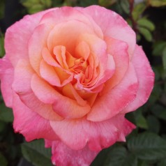 Rose Augusta Louise®/ Storblomstret Rose - Barrods
