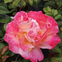 Rose Augusta Louise / Storblomstret Rose