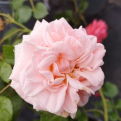 Rose Dronning Margrethe