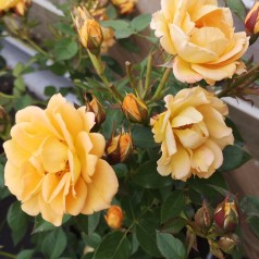 Rose Flaming Cover - Bunddække roser Towne & Country