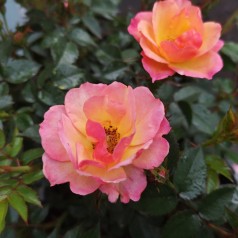 Rose Linnaeus