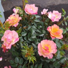 Rose Linnaeus