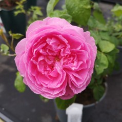 Rose Louise Odier - Gammeldags Rose