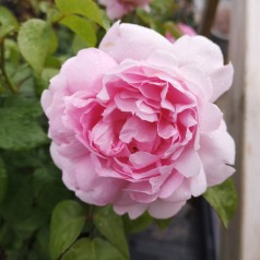 Rose Mary Rose - Engelsk Rose