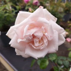 Rose New Dawn - Slyngrose