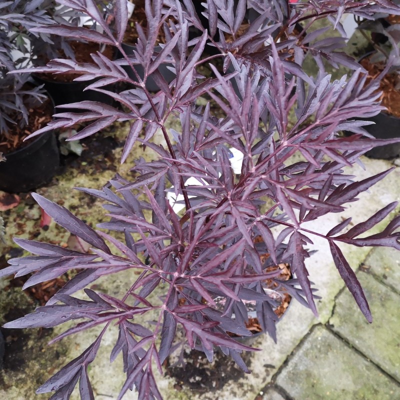 Sambucus nigra Black Lace - Rødfliget Hyld Sambucus nigra Black Lace - Rødfliget Hyld
