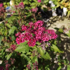 Spiraea bumalda Anthony Waterer