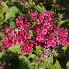 Spiraea bumalda Anthony Waterer