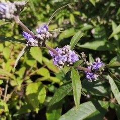 Vitex agnus castus - Kyskhedstræ
