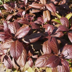 Weigela florida Minor Black - Rødbladet Klokkebusk