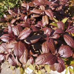 Weigela florida Minor Black - Rødbladet Klokkebusk