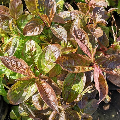 Weigela florida Wings of Fire