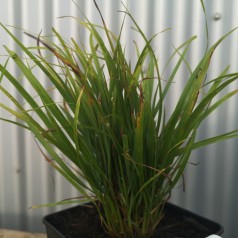 Calamagrostis brachystrica / Koreansk Haveandrør