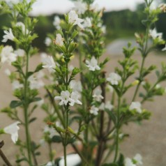 Calamintha nepeta White Cloud / Bjergmynte