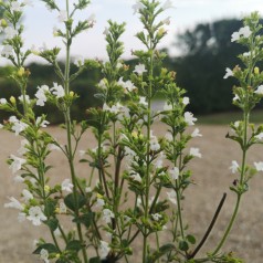 Calamintha nepeta White Cloud / Bjergmynte