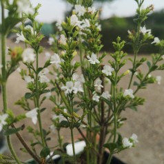 Calamintha nepeta White Cloud / Bjergmynte