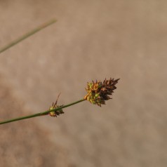 Carex caryophylla The Beatles / Skov Star