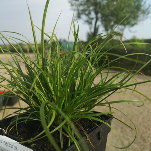 Carex caryophylla The Beatles / Skov Star