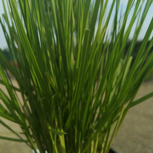 Deschampsia cespitosa Bronzeschleier / Mosebunke